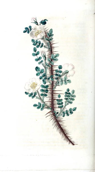 Εικονογράφηση Των Τριαντάφυλλων Rosarum Monographia Ένα Βοτανικό Ιστορία Των Τριαντάφυλλων — Φωτογραφία Αρχείου
