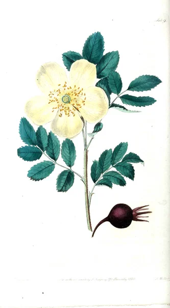 Ілюстрація Троянди Rosarum Monographia Або Ботанічні Історії Троянди — стокове фото
