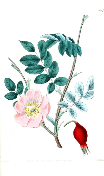 Ilustración Rosas Rosarum Monographia Una Historia Botánica Rosas —  Fotos de Stock