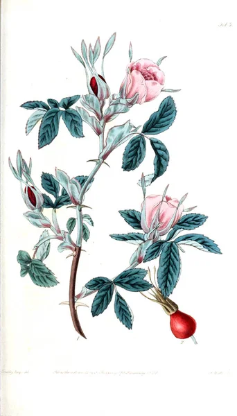 Illustration Rosor Rosarum Monographia Eller Botanisk Historia Rosor — Stockfoto