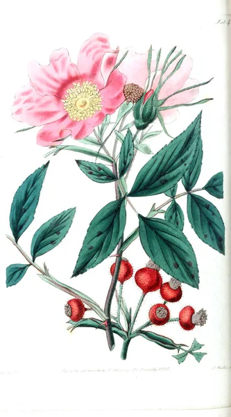 Ilustração Rosas Rosarum Monographia Uma História Botânica Rosas — Fotografia de Stock