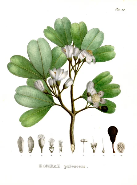 Illustration Palnt Nova Genera Species Plantarum Quas Itinere Brasiliam — Photo