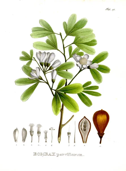 パルトのイラスト ノヴァ属の種植物 ブラジリアム当たりのイネレの準 — ストック写真