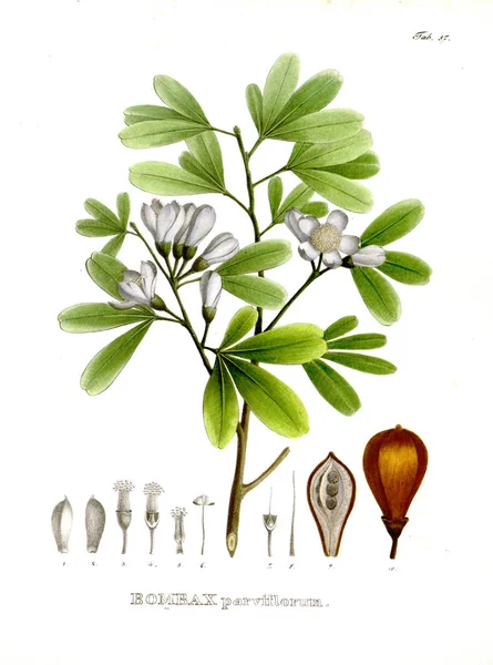 Illustration Palnt Nova Genera Species Plantarum Quas Itinere Brasiliam — Photo