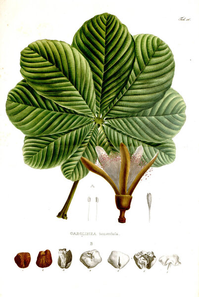Illustration of palnt. Nova genera et species plantarum :quas in itinere per Brasiliam