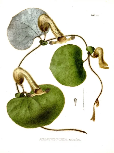 Ilustración Pálido Nova Genera Species Plantarum Quas Itinere Brasiliam — Foto de Stock