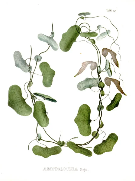 Illustration Palnt Nova Genera Species Plantarum Quas Itinere Brasiliam — Photo