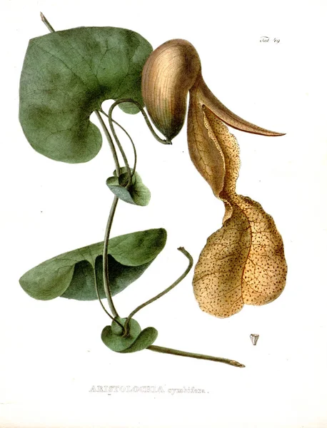 Ilustração Palnt Nova Genera Species Plantarum Quas Itinere Brasiliam — Fotografia de Stock