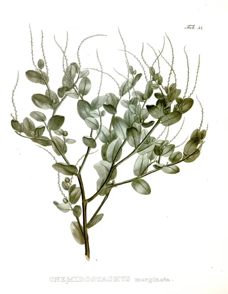 Illustration Palnt Nova Genera Species Plantarum Quas Itinere Brasiliam — Photo