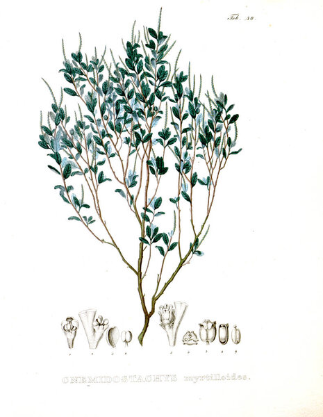 Illustration of palnt. Nova genera et species plantarum :quas in itinere per Brasiliam