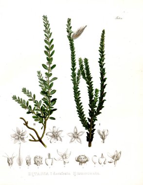 Palnt İllüstrasyon. Nova cinsi et türleri plantarum :Brasiliam başına itinere quas