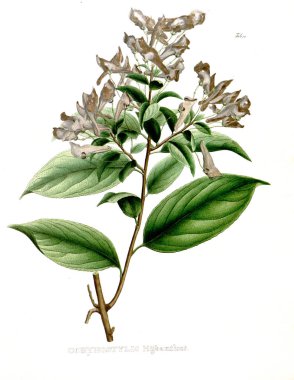 Palnt İllüstrasyon. Nova cinsi et türleri plantarum :Brasiliam başına itinere quas