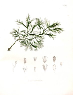 Palnt İllüstrasyon. Nova cinsi et türleri plantarum :Brasiliam başına itinere quas