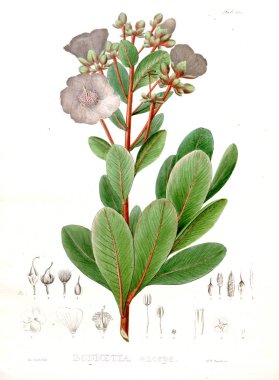 Illustration of palnt. Nova genera et species plantarum :quas in itinere per Brasiliam clipart