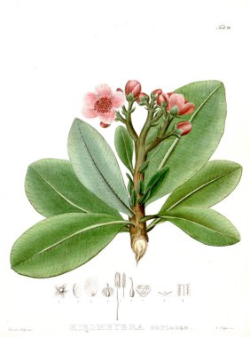 Illustration of palnt. Nova genera et species plantarum :quas in itinere per Brasiliam clipart