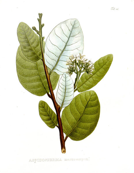 Illustration of palnt. Nova genera et species plantarum :quas in itinere per Brasiliam