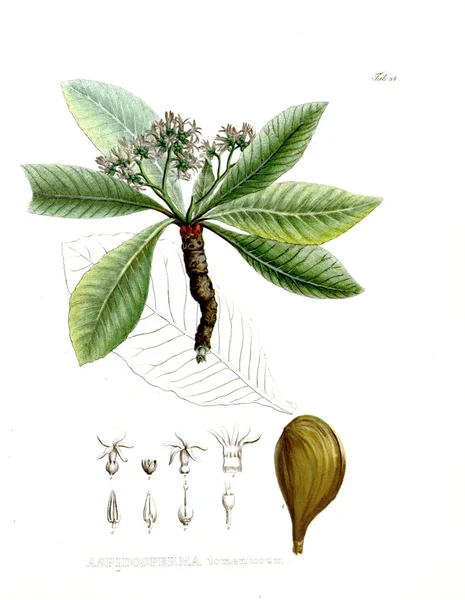 Illustration Palnt Nova Genera Species Plantarum Quas Itinere Brasiliam — Stock Photo, Image
