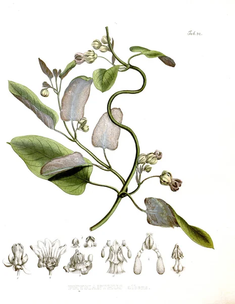 Illustratie Van Palnt Nova Genera Soorten Plantarum Quas Itinere Brasiliam — Stockfoto