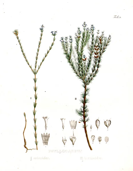 Illustration Palnt Nova Genera Species Plantarum Quas Itinere Brasiliam — Photo