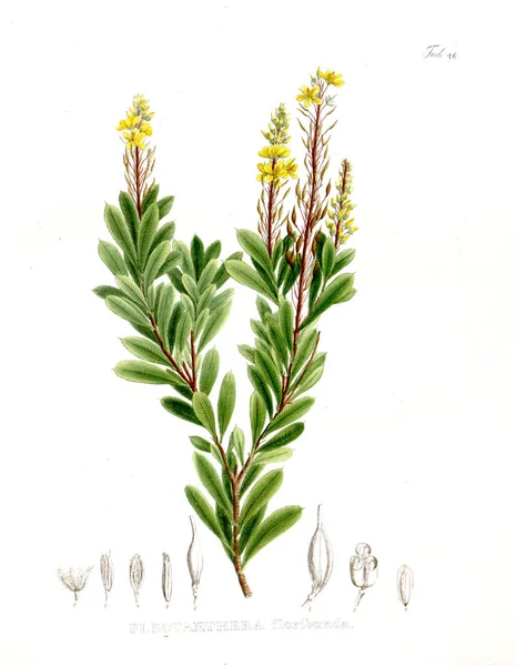 Illustration Palnt Nova Genera Species Plantarum Quas Itinere Brasiliam — Photo