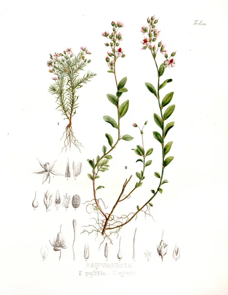 Illustration Palnt Nova Genera Species Plantarum Quas Itinere Brasiliam — Photo