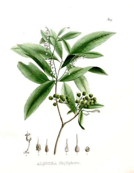 Illustration Palnt Nova Genera Species Plantarum Quas Itinere Brasiliam — Photo