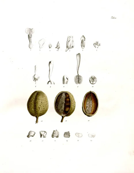 Ilustración Pálido Nova Genera Species Plantarum Quas Itinere Brasiliam —  Fotos de Stock