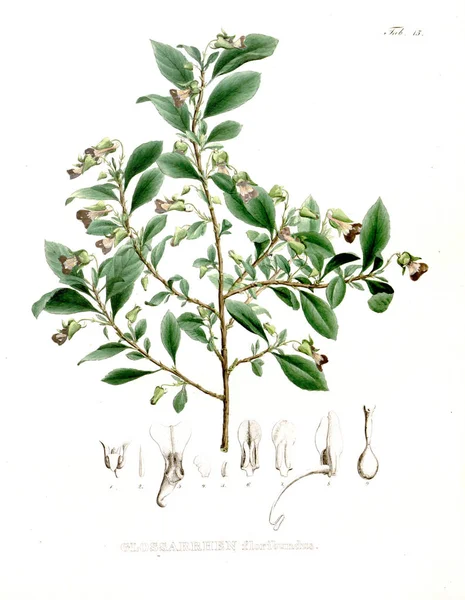 Illustration Von Palnt Nova Genera Species Plantarum Quas Itinere Brasiliam — Stockfoto