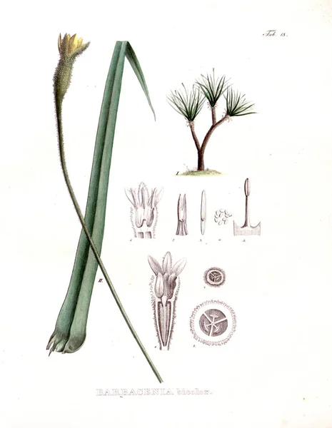 제네라 Plantarum 브라시리암 Itinere에 — 스톡 사진