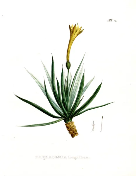 Illustration Palnt Nova Genera Species Plantarum Quas Itinere Brasiliam — Photo