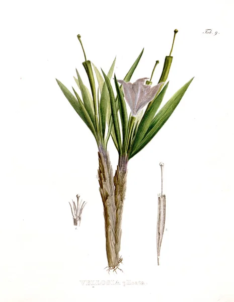 Illustration Palnt Nova Genera Species Plantarum Quas Itinere Brasiliam — Photo