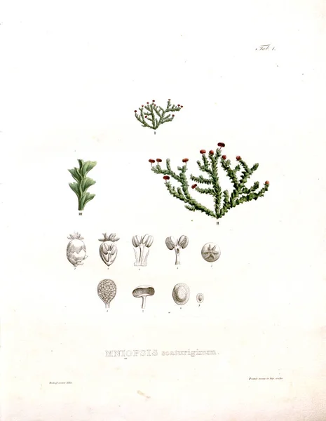 Иллюстрация Пальнта Nova Genera Species Plantarum Quas Itinere Brasiliam — стоковое фото