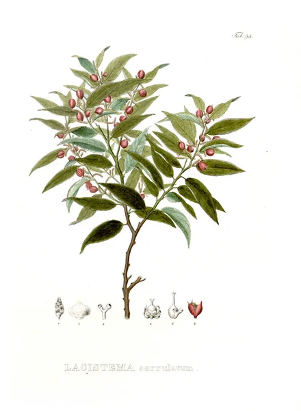 Illustration Von Palnt Nova Genera Species Plantarum Quas Itinere Brasiliam — Stockfoto