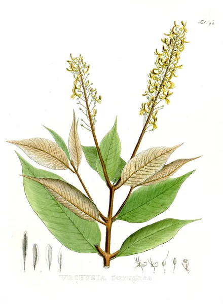 Illustratie Van Palnt Nova Genera Soorten Plantarum Quas Itinere Brasiliam — Stockfoto