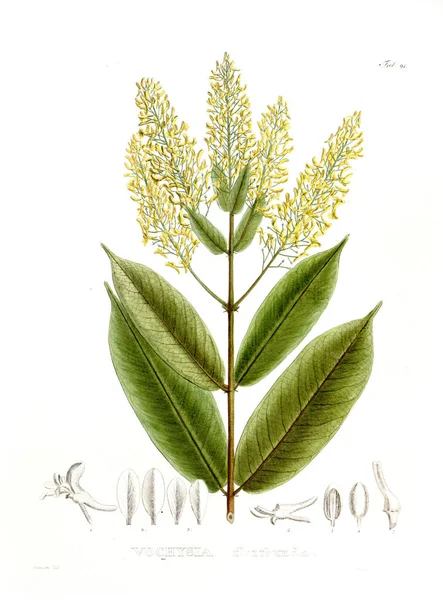 Ilustración Pálido Nova Genera Species Plantarum Quas Itinere Brasiliam —  Fotos de Stock