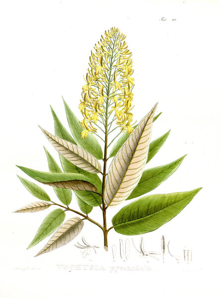 Иллюстрация пальнта. Nova genera et species plantarum: quas in itinere per Brasiliam
