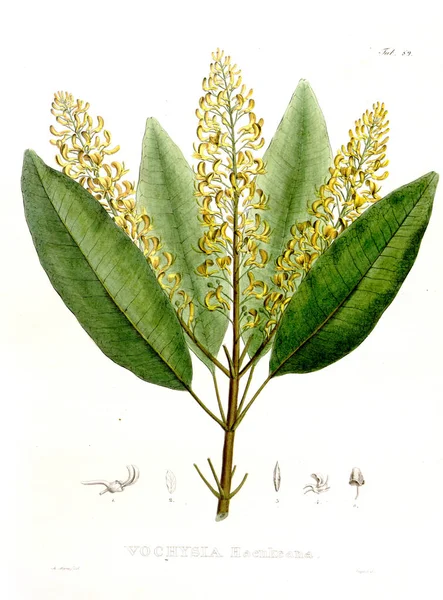 Illustration Von Palnt Nova Genera Species Plantarum Quas Itinere Brasiliam — Stockfoto