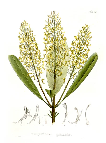 제네라 Plantarum 브라시리암 Itinere에 — 스톡 사진