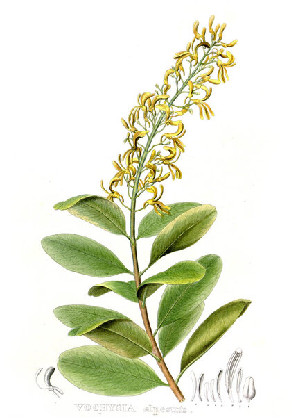 Иллюстрация пальнта. Nova genera et species plantarum: quas in itinere per Brasiliam
