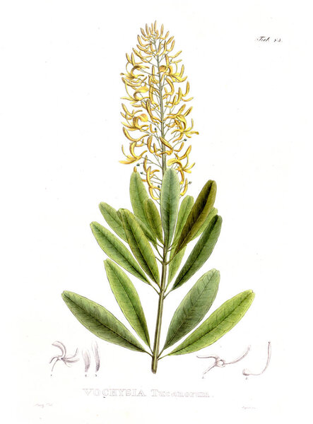Иллюстрация пальнта. Nova genera et species plantarum: quas in itinere per Brasiliam
