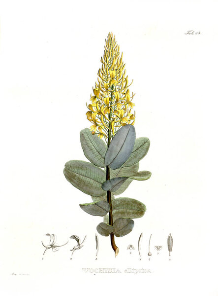 Illustration of palnt. Nova genera et species plantarum :quas in itinere per Brasiliam