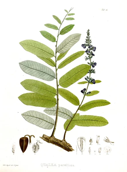 Illustration Palnt Nova Genera Species Plantarum Quas Itinere Brasiliam — Photo