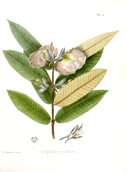 Illustration Von Palnt Nova Genera Species Plantarum Quas Itinere Brasiliam — Stockfoto