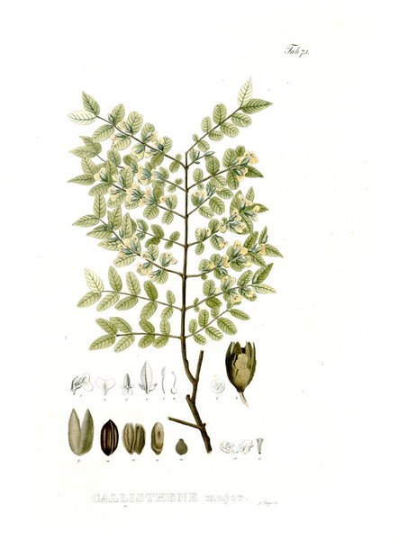 Illustration of palnt. Nova genera et species plantarum :quas in itinere per Brasiliam