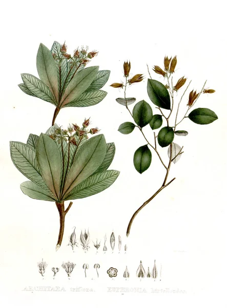 Illustrazione Palnt Nova Generi Species Plantarum Quas Itinere Brasiliam — Foto Stock