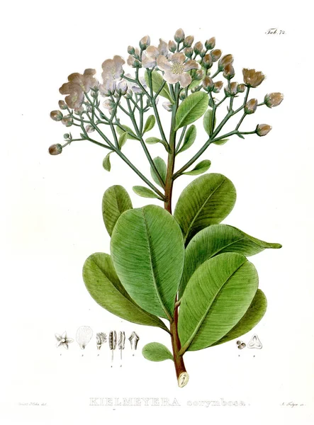 Ілюстрація Обпеченого Нові Роди Види Plantarum Quas Бразилії — стокове фото