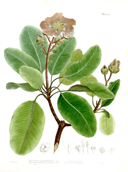 Ilustracja Palnt Nova Rodzajów Gatunki Plantarum Quas Itinere Brasiliam — Zdjęcie stockowe