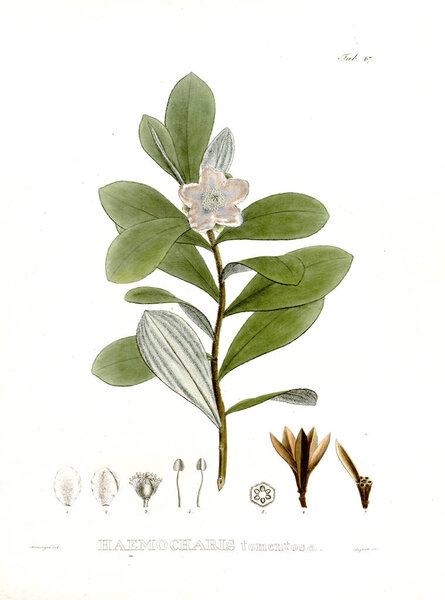 Illustration of palnt. Nova genera et species plantarum :quas in itinere per Brasiliam