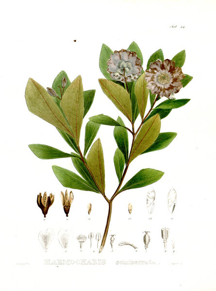 Illustration of palnt. Nova genera et species plantarum :quas in itinere per Brasiliam