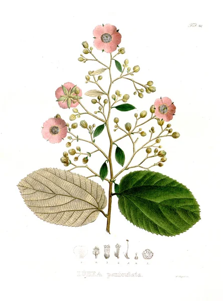 Ilustrasi Dari Palnt Nova Genera Species Plantarum Quas Itinere Brasiliam — Stok Foto